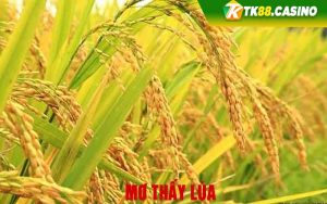 Mơ thấy lúa